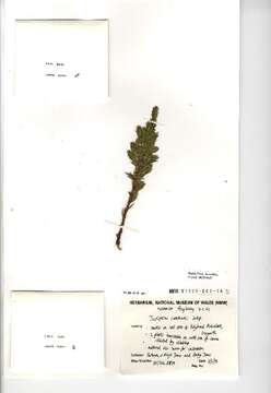 Image of Common Juniper