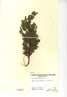 Imagem de Juniperus communis L.