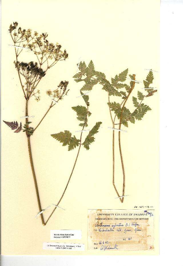 Anthriscus sylvestris (L.) Hoffm. resmi