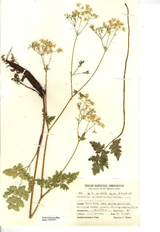 Anthriscus sylvestris (L.) Hoffm. resmi