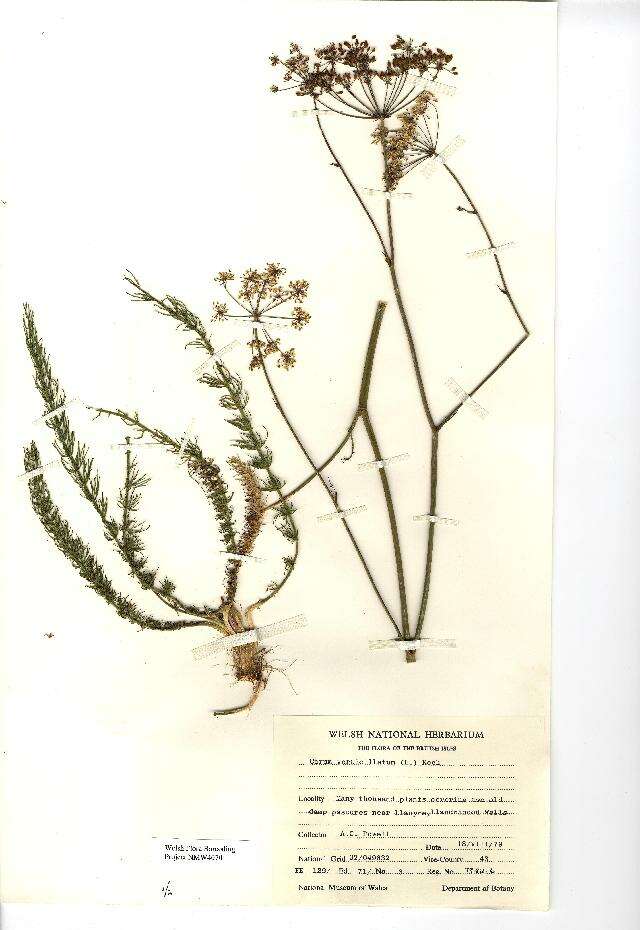 Trocdaris verticillatum (L.) Rafin. resmi