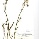 Image of <i>Trocdaris verticillatum</i> (L.) Rafin.