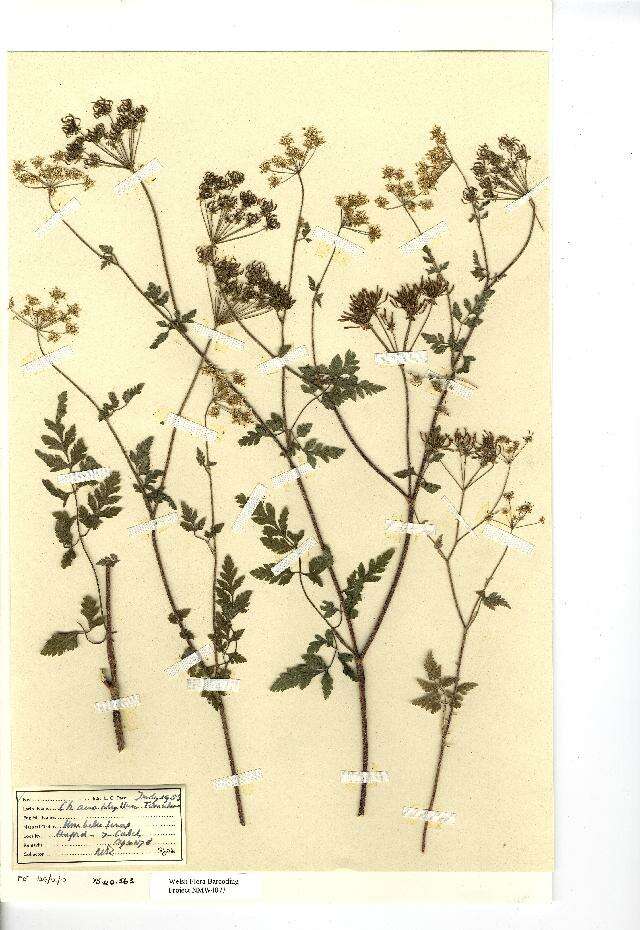 Chaerophyllum temulum L. resmi