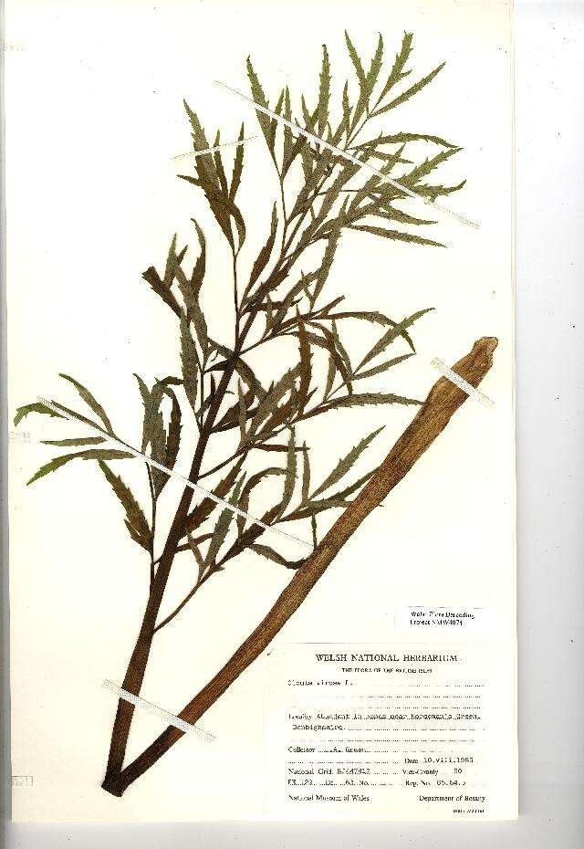 Cicuta virosa L. resmi