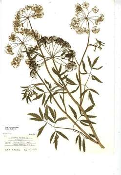 Image of European Waterhemlock