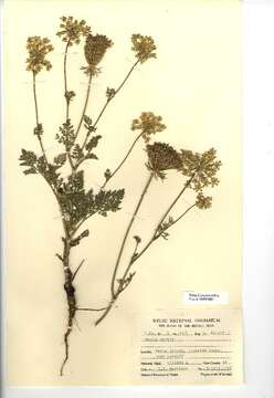 Image of Queen Anne's lace