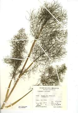 Image of fennel