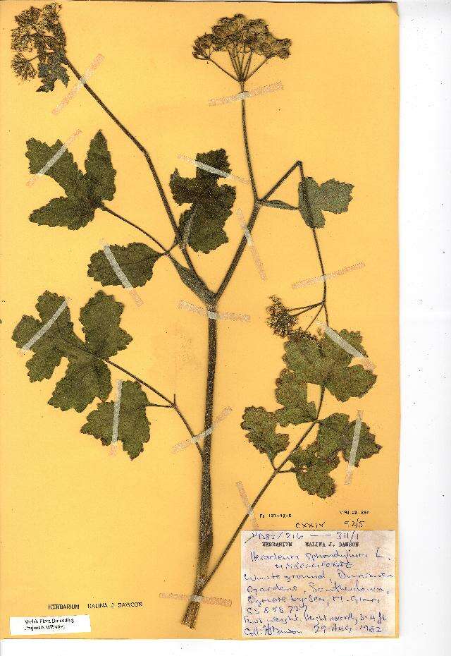 Heracleum sphondylium L. resmi