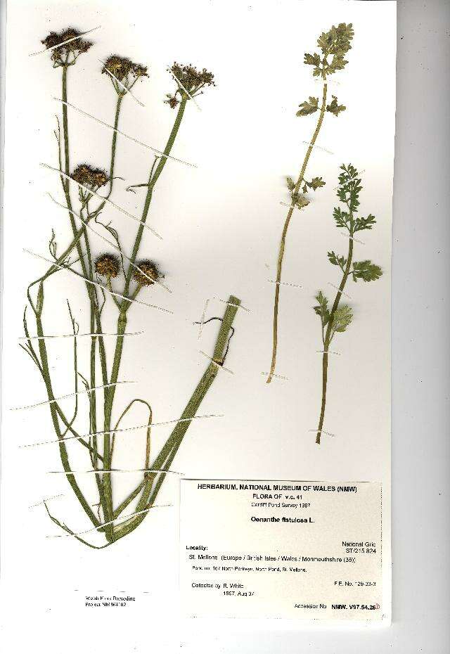 Imagem de Oenanthe fistulosa L.