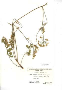 Image of burnet saxifrage