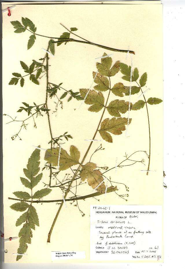 Image of Sison amomum L.