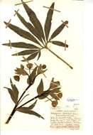 Image of Stinking Hellebore