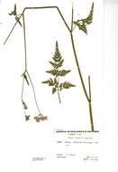 Image of Japanese hedge-parsley