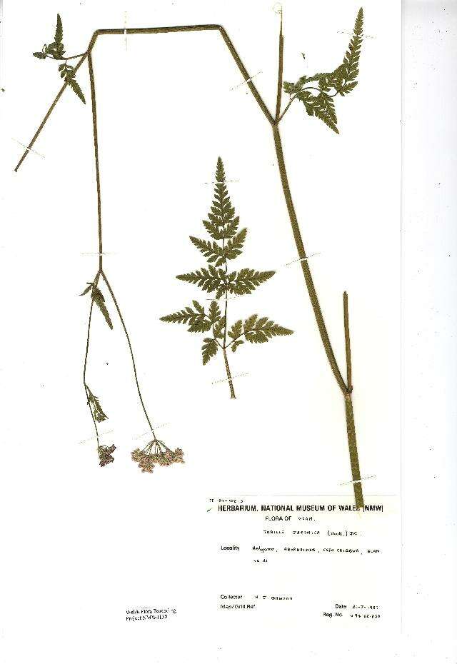 Image of Japanese hedge-parsley