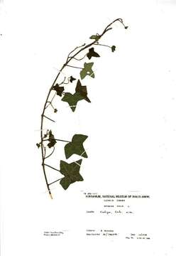 Image of English ivy