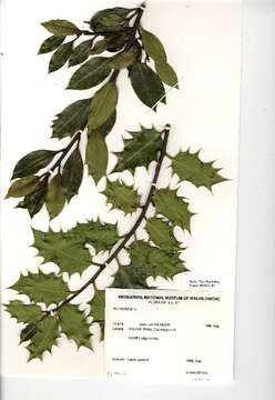 Ilex aquifolium L. resmi