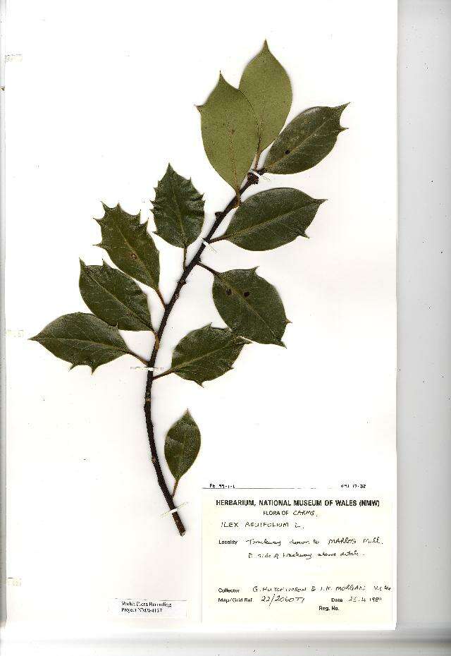 Ilex aquifolium L. resmi