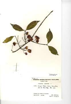 Imagem de Euonymus europaeus L.