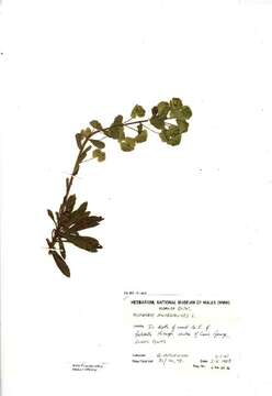 Image of Wood Spurge