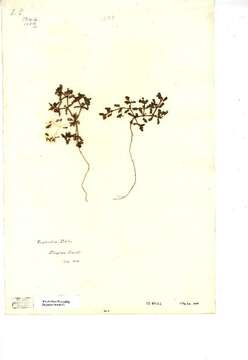 Image of Euphorbia peplis L.