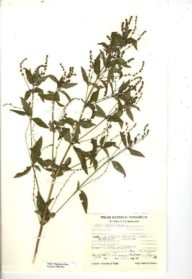 Слика од Mercurialis annua L.