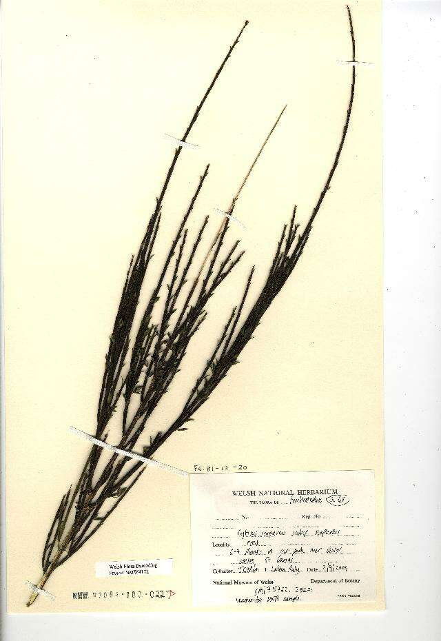 Image of Broom