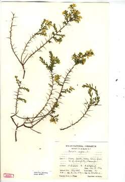 Genista anglica L. resmi