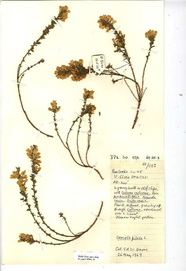 Imagem de Genista pilosa L.