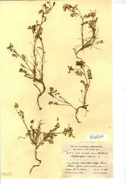 Image of Horseshoe-vetch