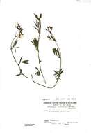 Lathyrus linifolius (Reichard) Bassler resmi