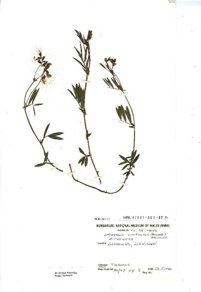 Image of bitter vetch