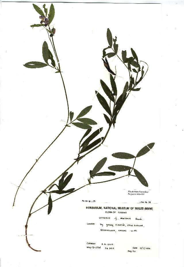Lathyrus linifolius (Reichard) Bassler resmi