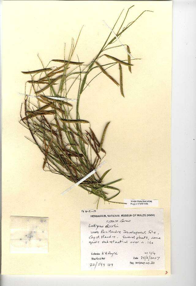 Image of Grass Vetchling