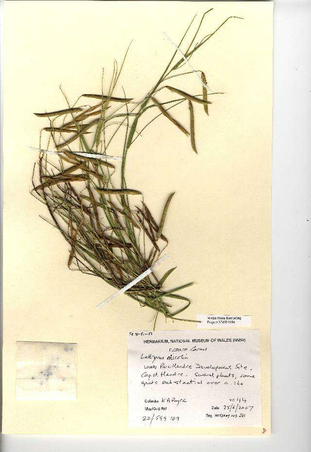 Lathyrus nissolia L. resmi