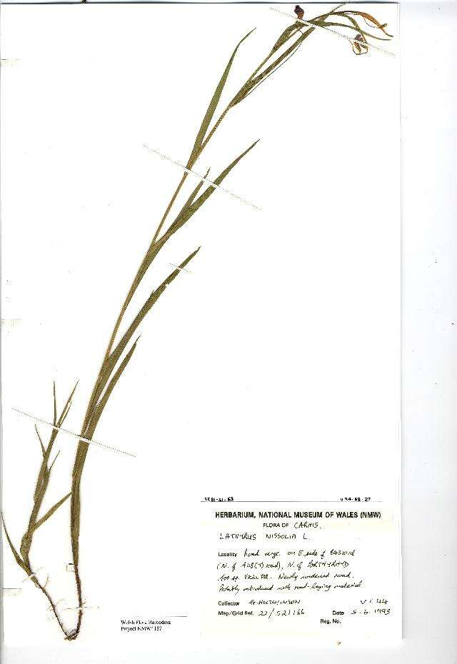 Image of Grass Vetchling