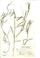 Lathyrus palustris L. resmi