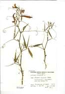 Lathyrus sylvestris L. resmi