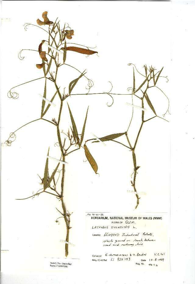 Lathyrus sylvestris L. resmi