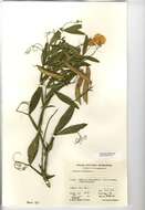 Lathyrus sylvestris L. resmi