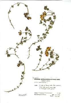 Image of Common Bird's-foot-trefoil