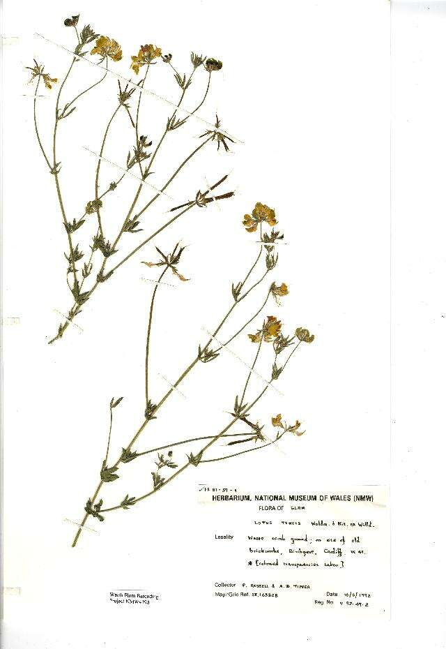 Image of Wild Alfalfa