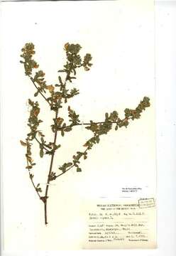 Ononis spinosa subsp. procurrens (Wallr.) Briq.的圖片