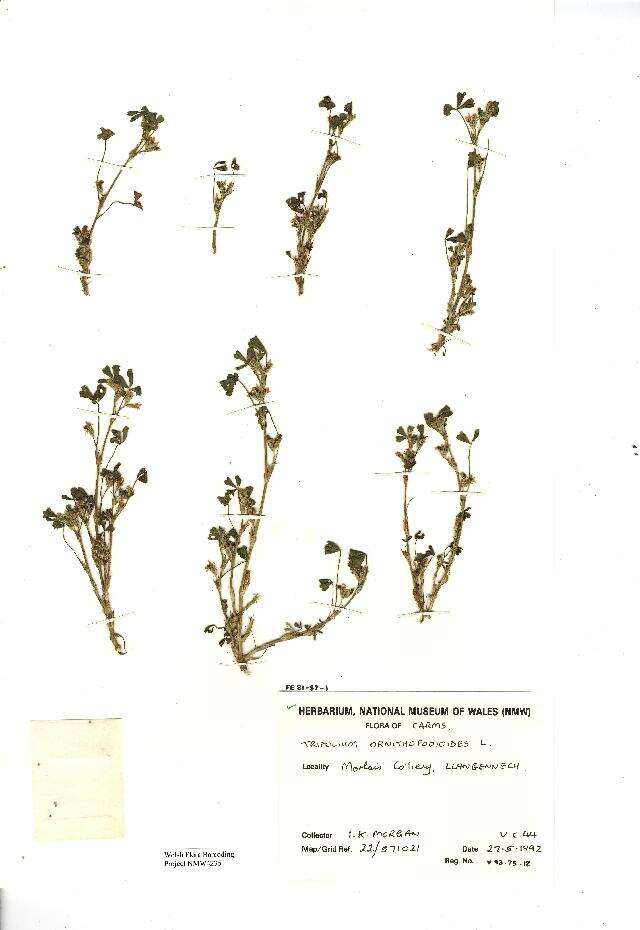 Sivun Trifolium ornithopodioides (L.) Sm. kuva