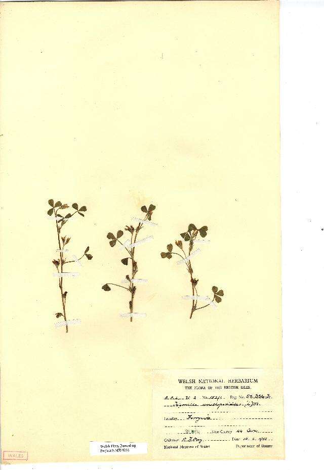 Sivun Trifolium ornithopodioides (L.) Sm. kuva