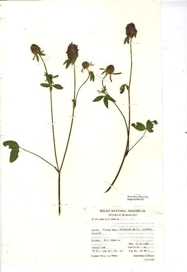 Image of Red Clover