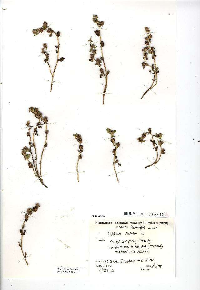 Plancia ëd Trifolium scabrum L.