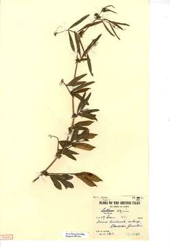 Image of Bithynian vetch