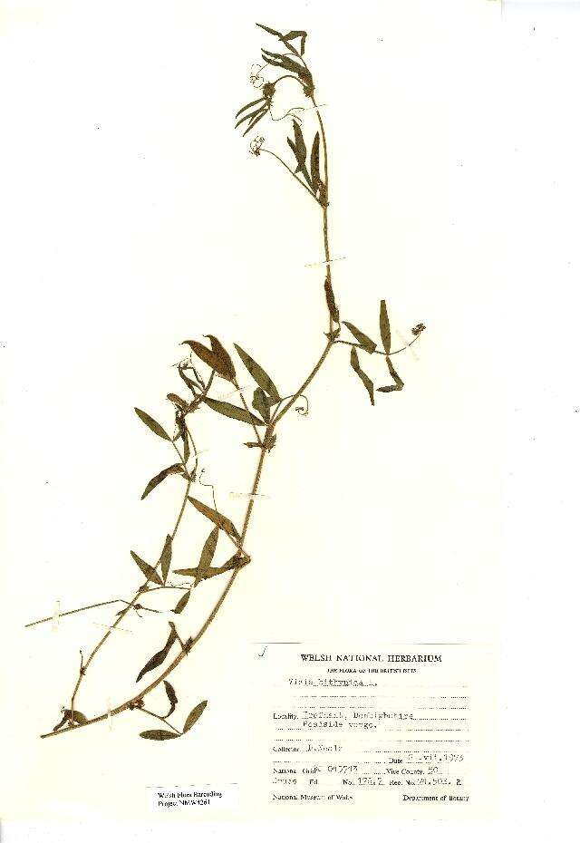 Image of Bithynian vetch