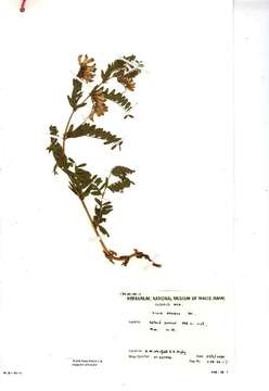 Image of Upright Vetch