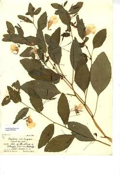 Image of Jewelweed